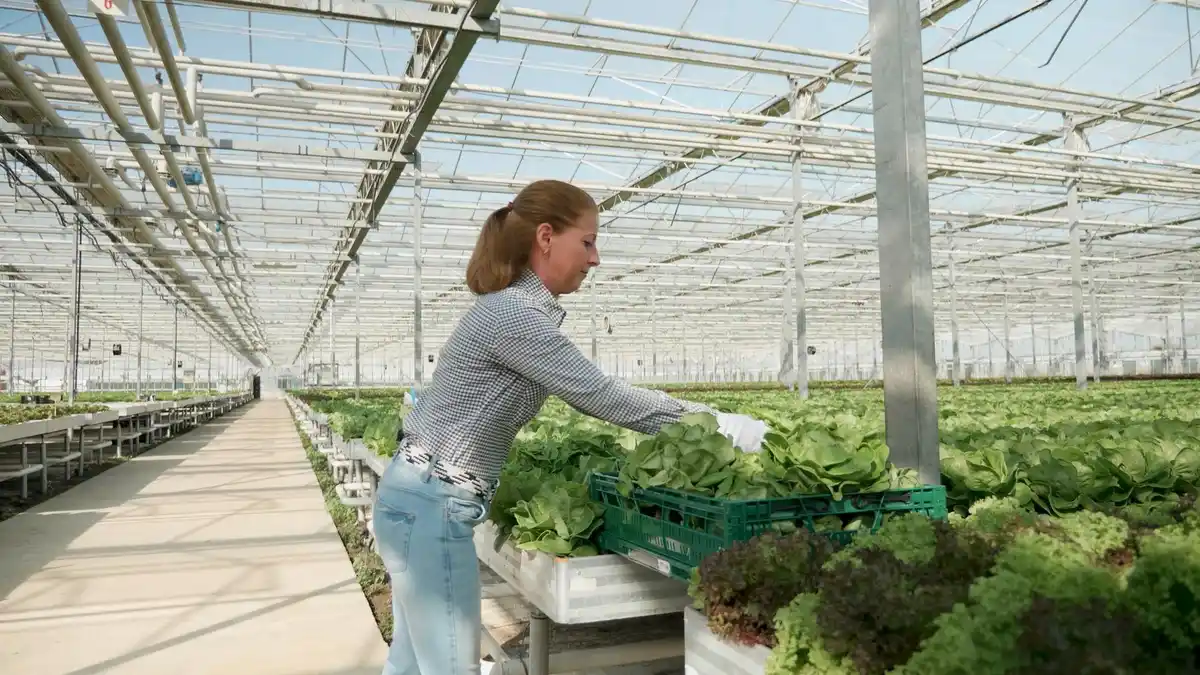 ventilating greenhouse cucumbers Netherlands