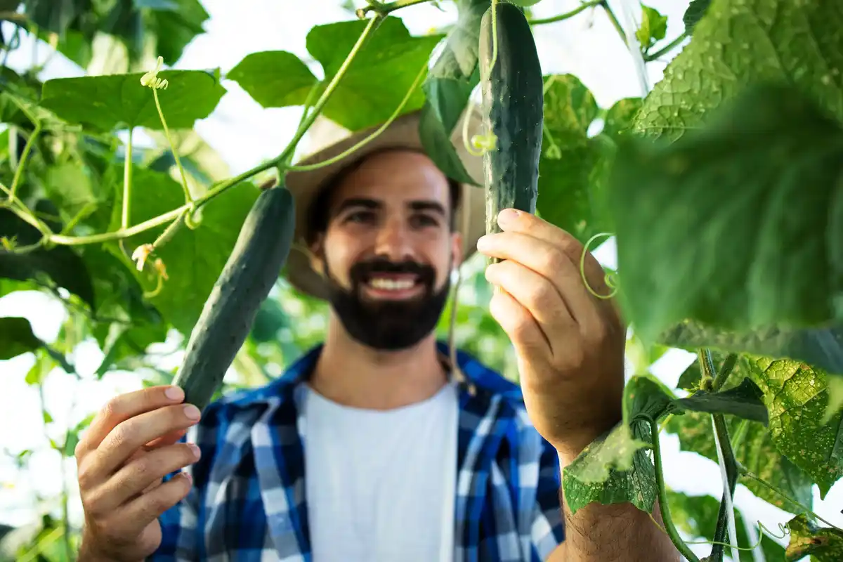 feeding cucumbers greenhouse Dutch