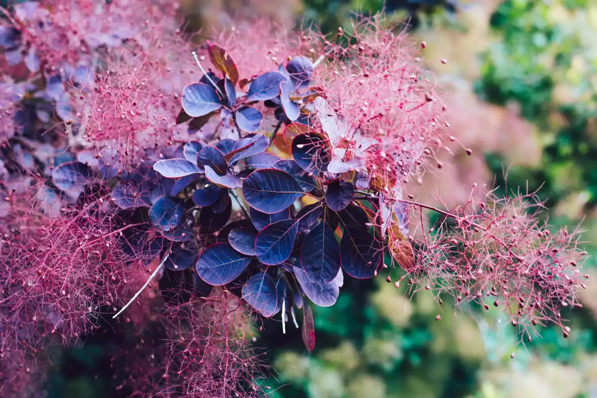 old hydrangea garden close up