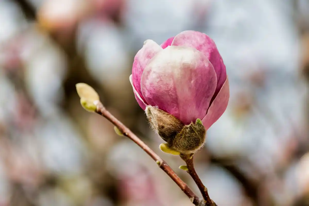 old magnolia tree in bloom nederlandse tuin