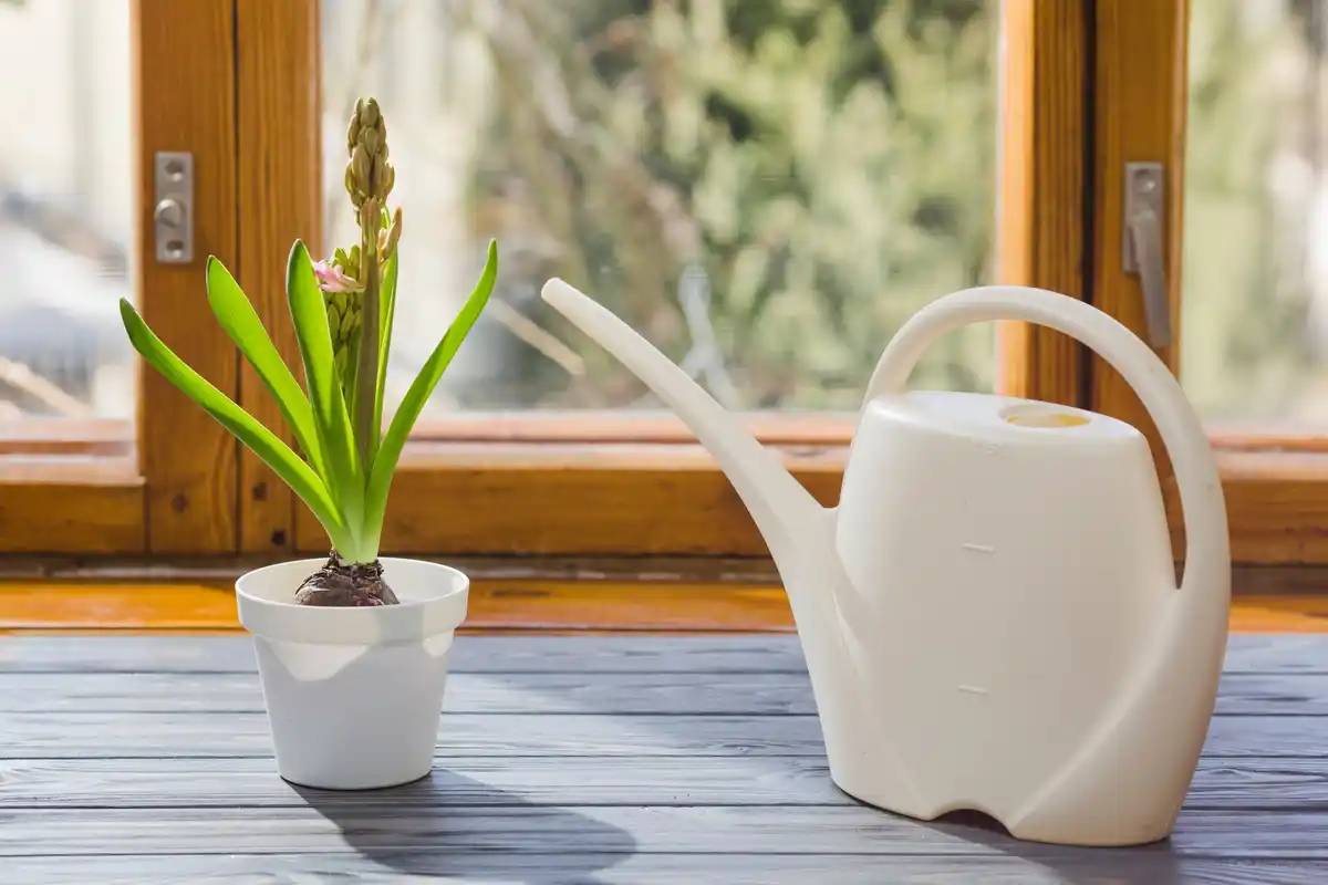 windowsill seed starting Netherland