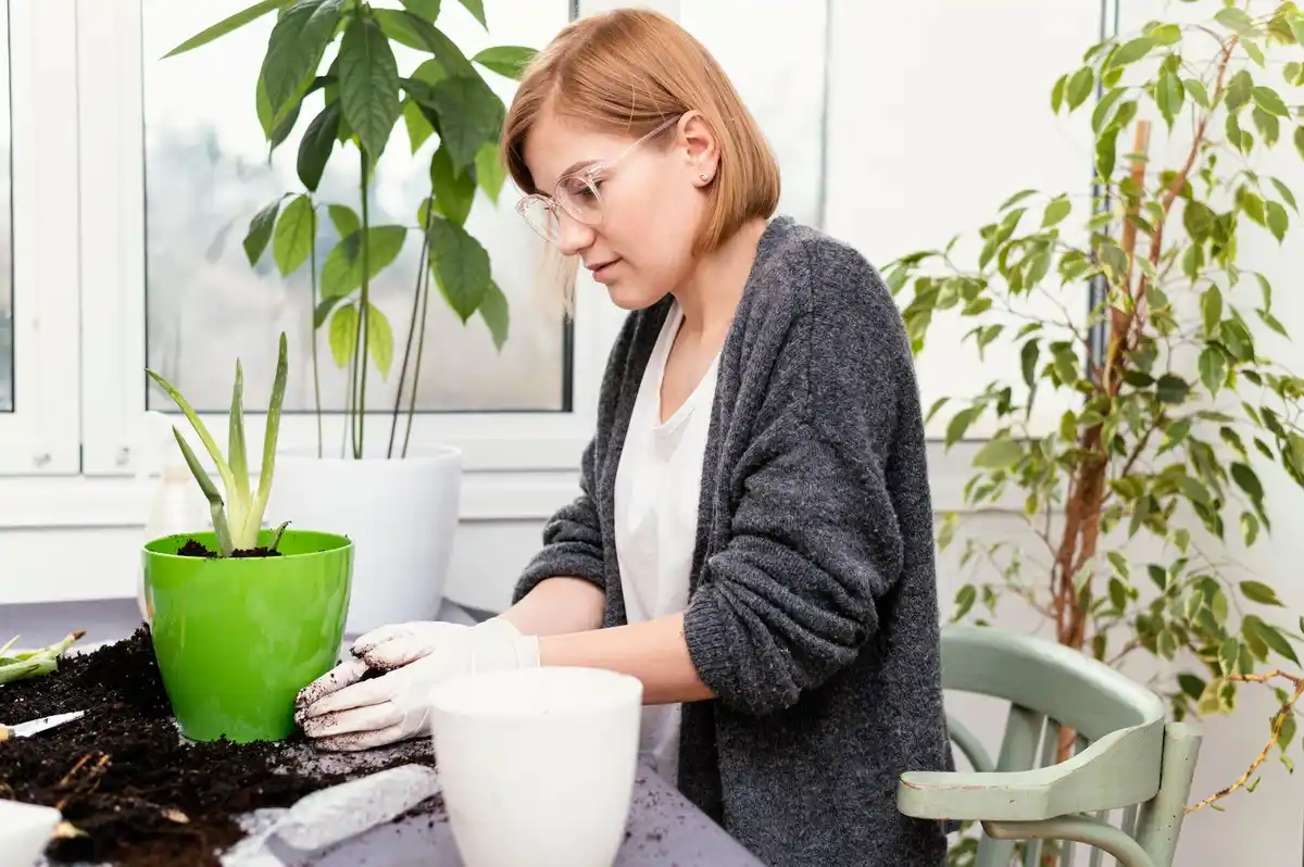 DIY indoor seedling windowsill Nederland