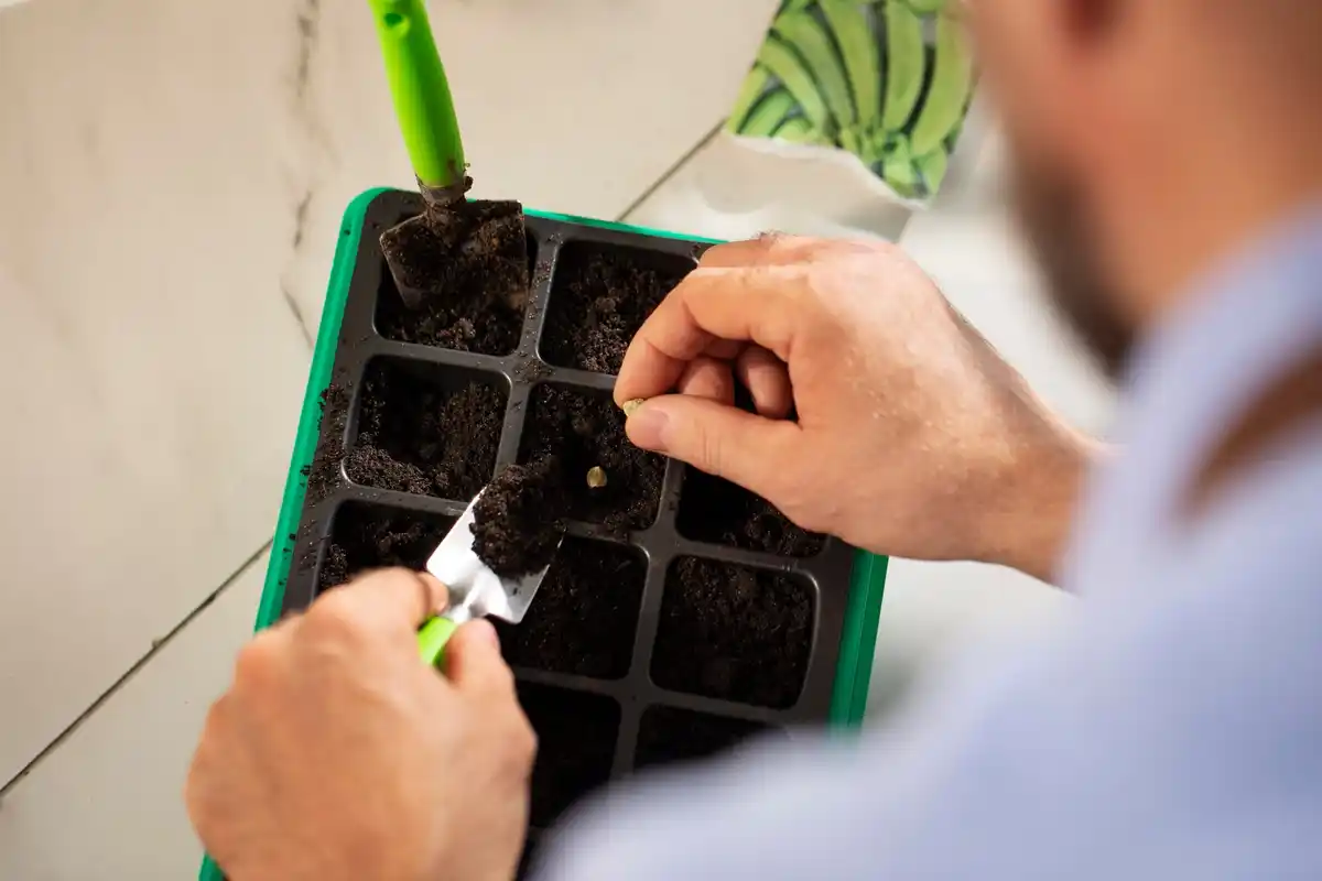 Dutch gardener planting organic seeds close-up