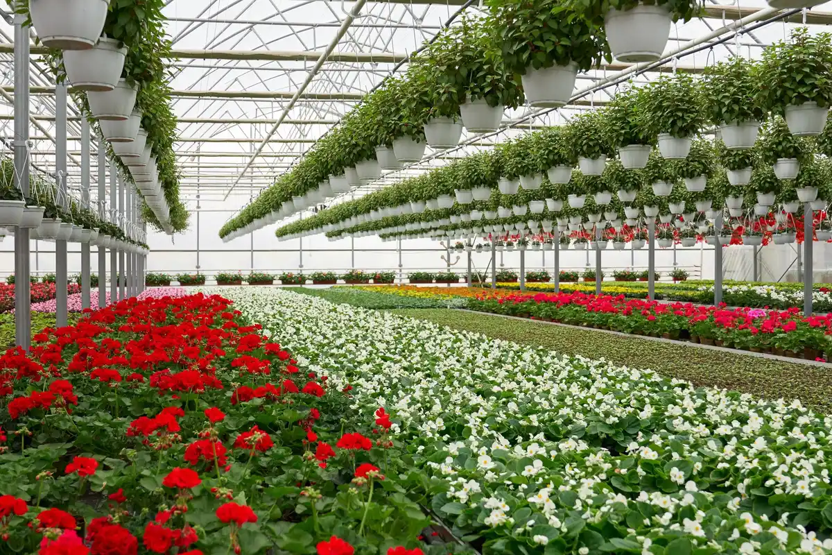 glass greenhouse south facing garden sunny netherlands