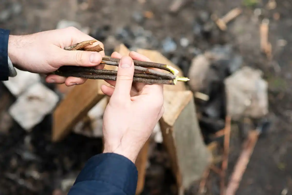 close up hands using ratchet pruner on thick branch netherlands
