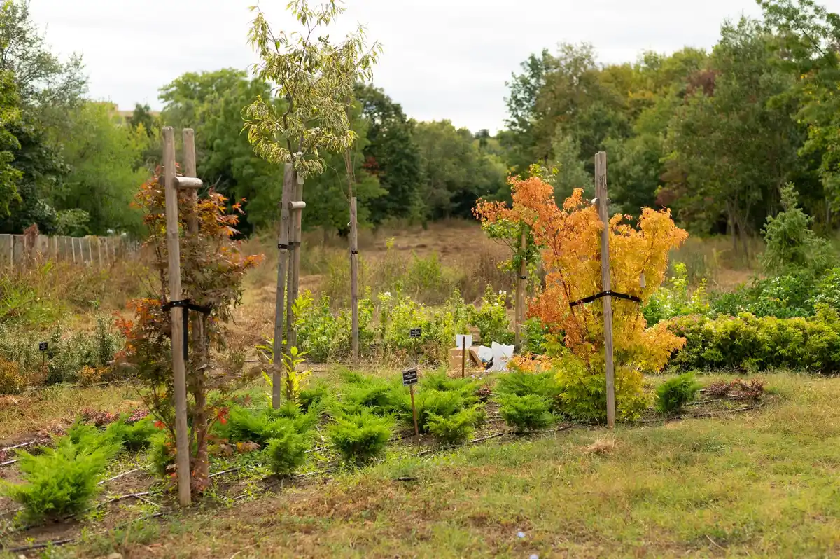 compost around apple tree in home garden