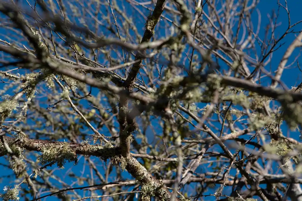 fruit tree pruning mistake dead tree spring Netherlands