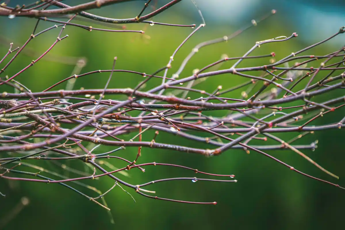 apple tree pruning early spring frost risk