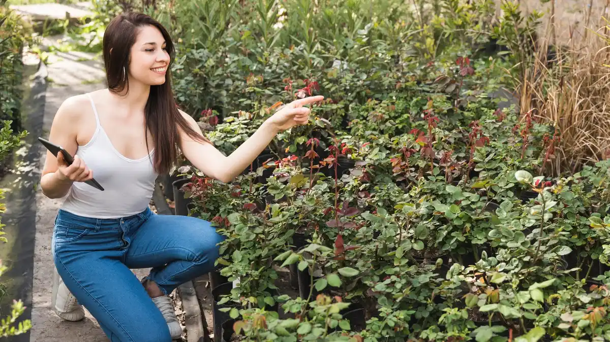 pruning fruit trees proper timing netherlands garden