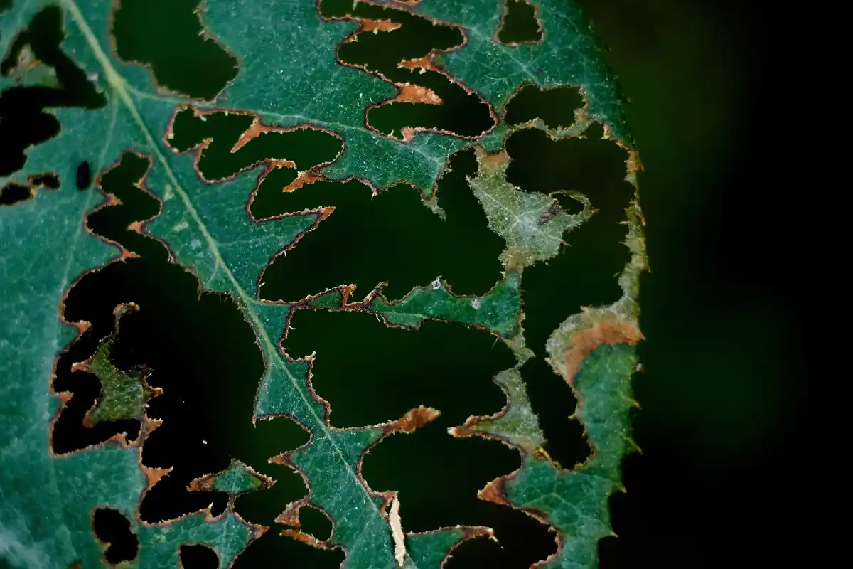overfertilized plant closeup burned leaves