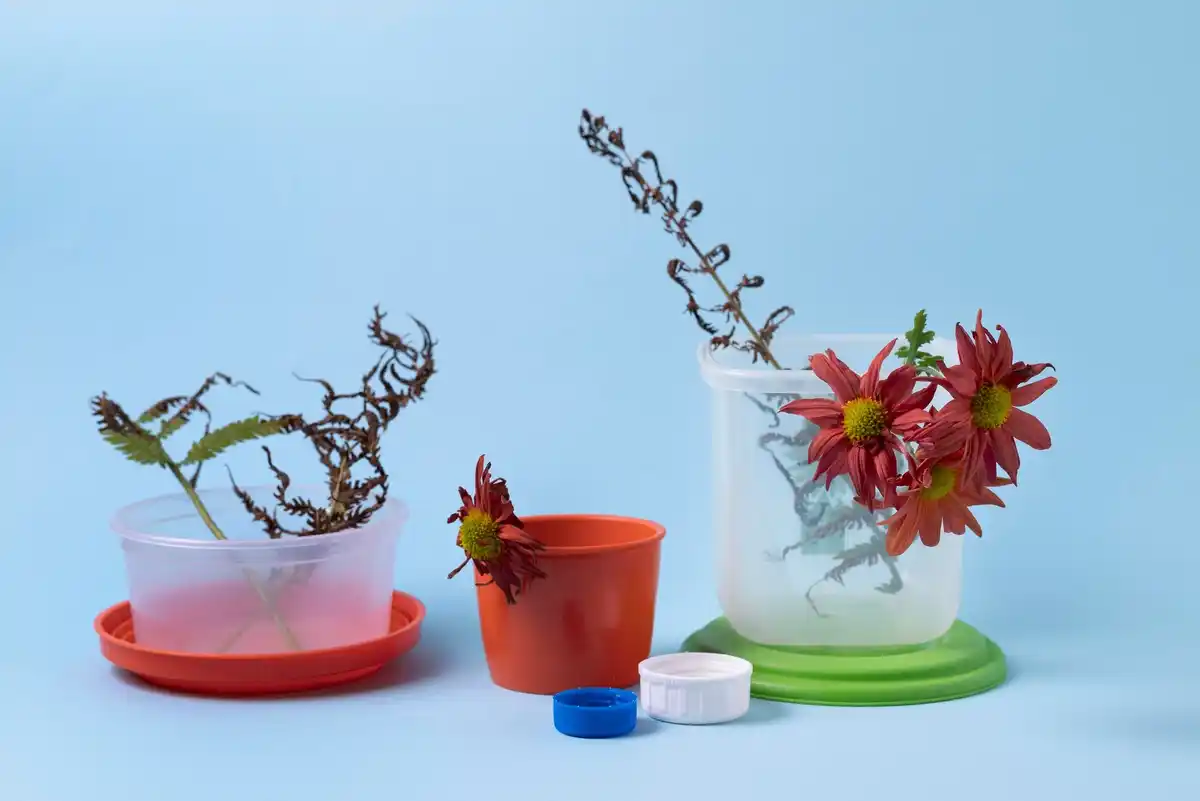 houseplant leaves brown fertilizer overdose symptoms