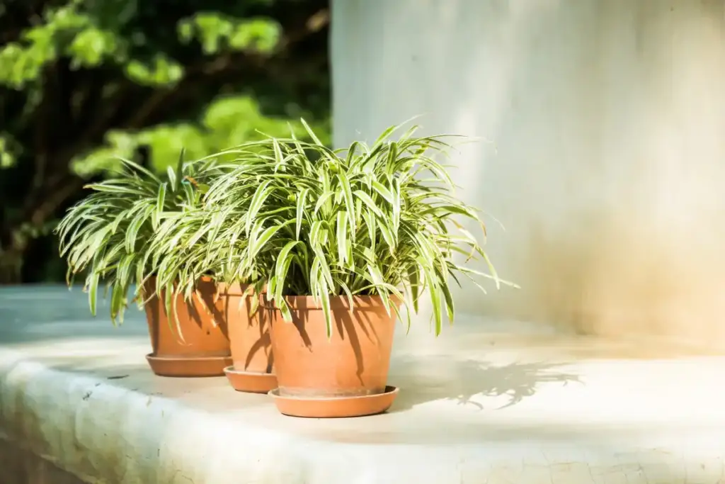 overfertilized plant closeup balcony netherlands