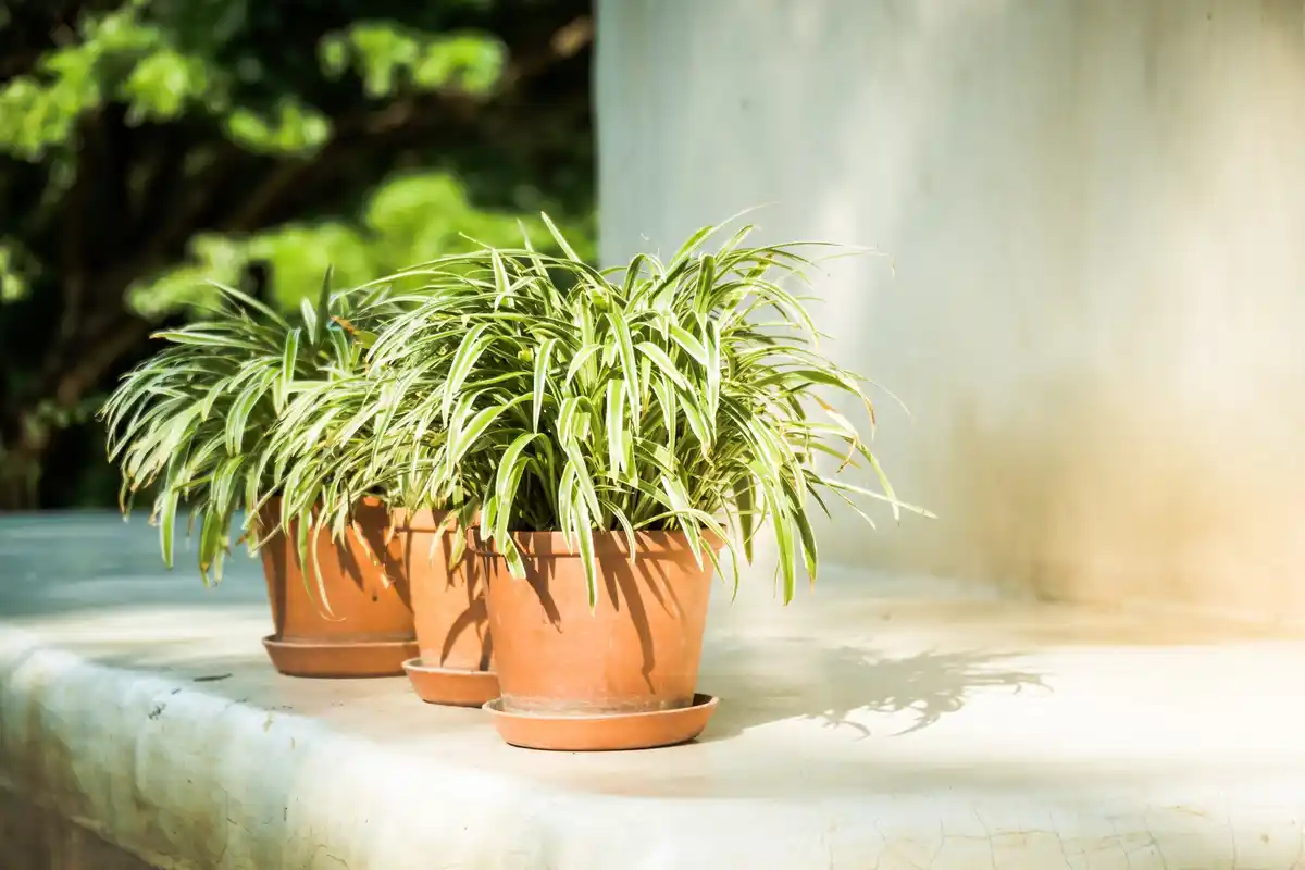 overfertilized plant closeup balcony netherlands