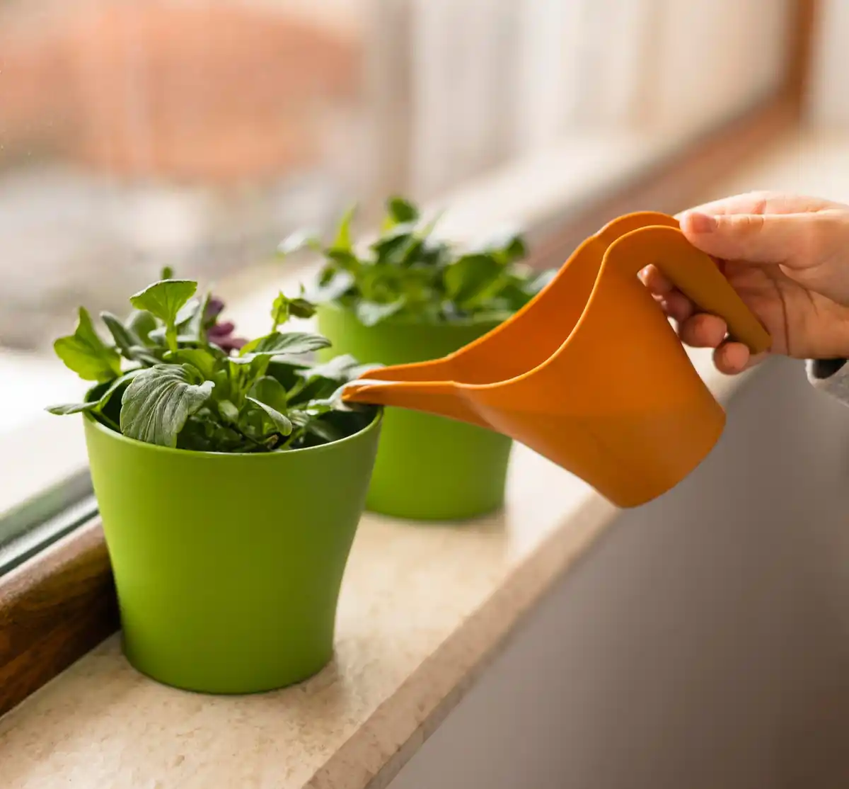 sick plant overfertilizer pot closeup dutch home