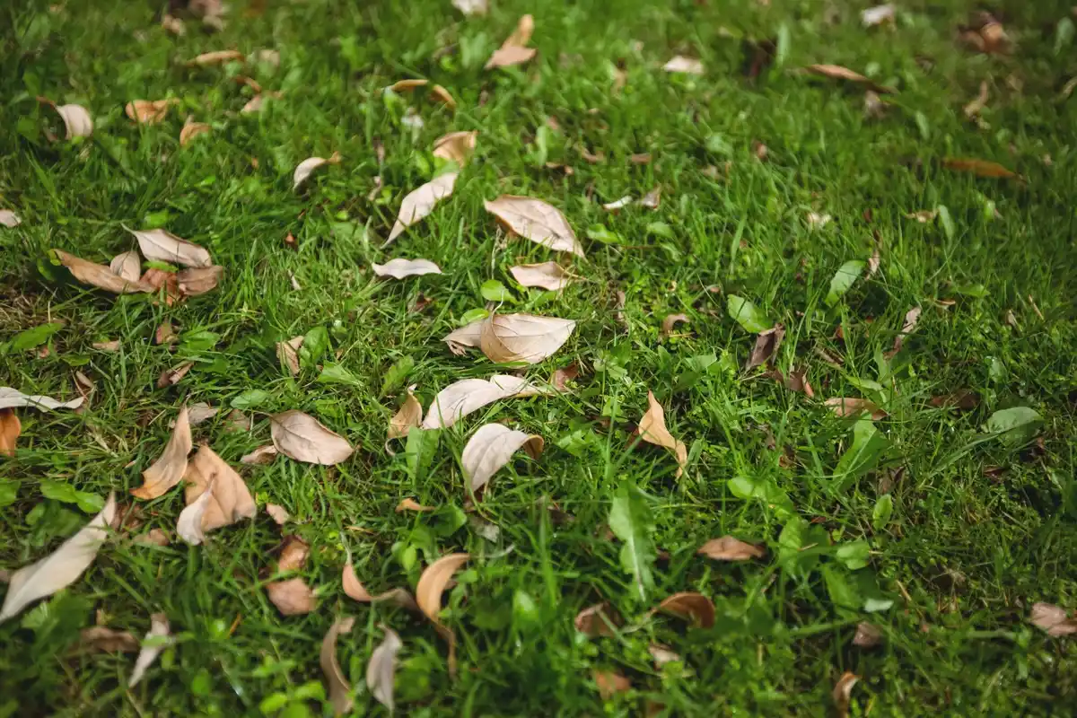 gazon met slijtage en gele plekken door robotmaaier, Nederland herfst