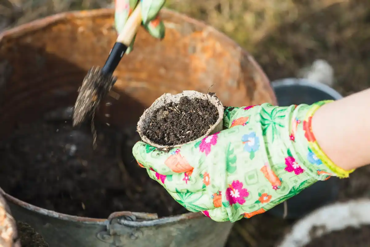 germinating seeds with coffee grounds in Dutch garden