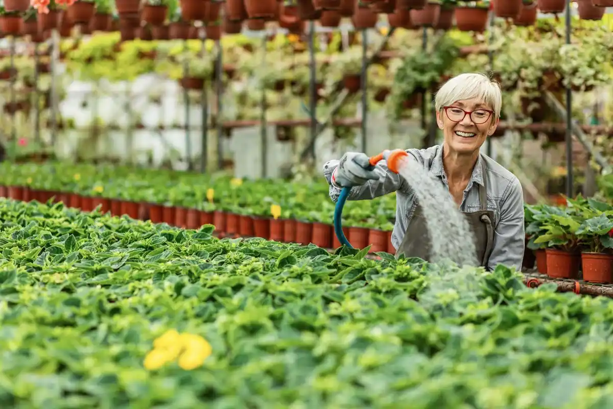 elderly gardener greenhouse netherlands