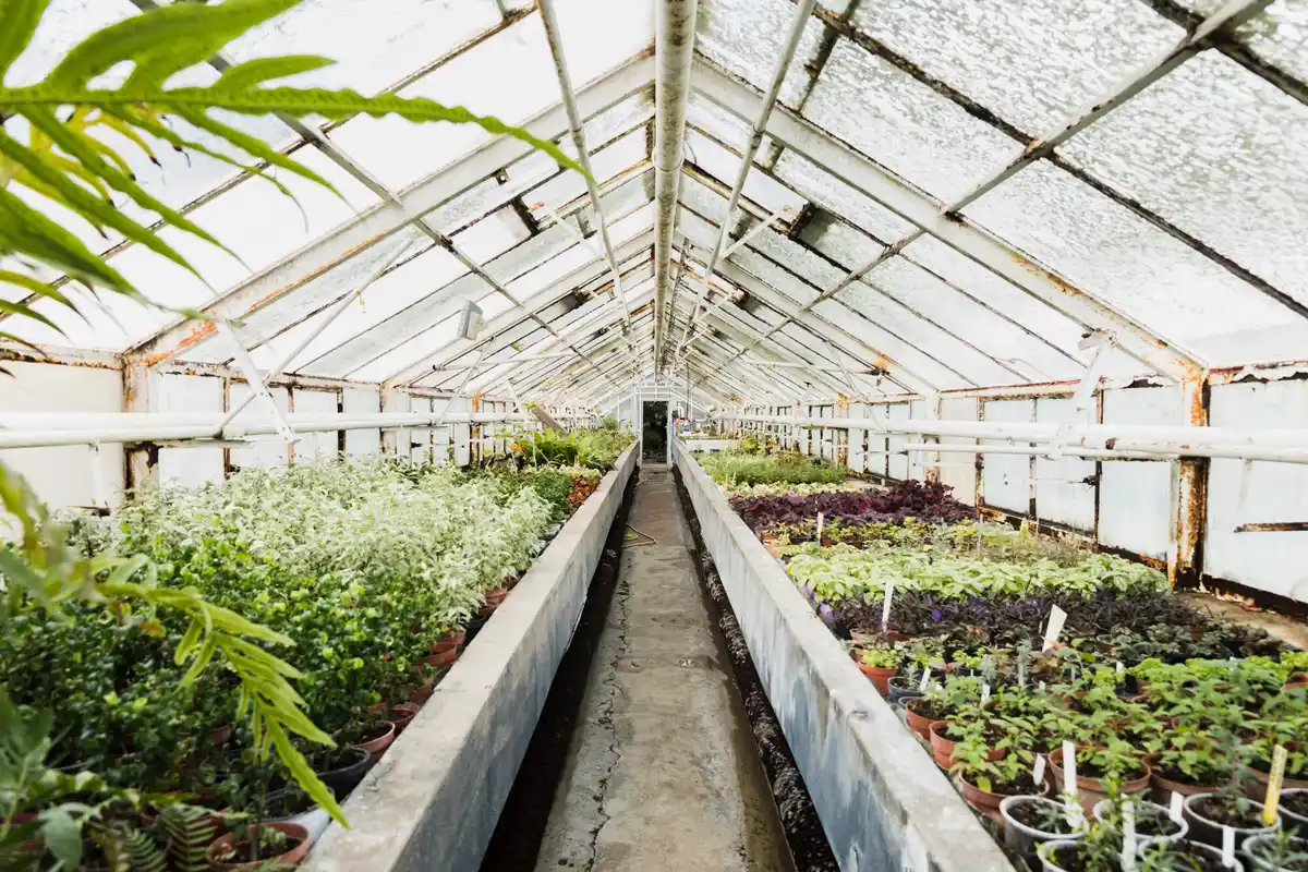 Dutch tomato greenhouse smart irrigation