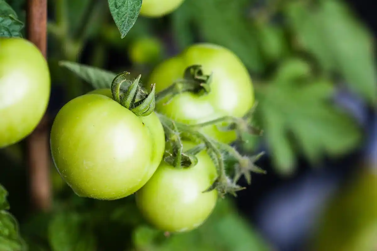 Dutch tomato greenhouse irrigation system closeup