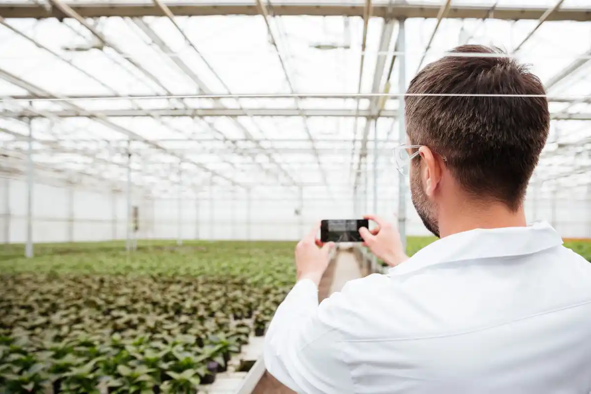 Dutch tomato farmer adjusting smart irrigation system in greenhouse