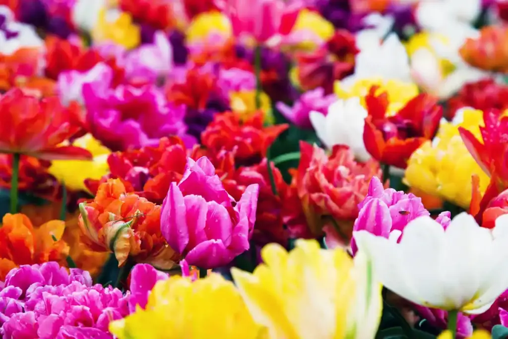 feng shui colorful flower garden netherlands luck 2025