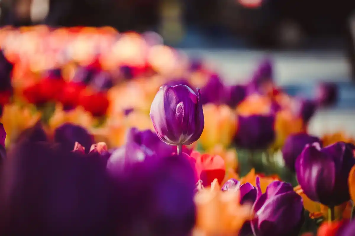 feng shui garden colors flowers outdoor luck netherlands