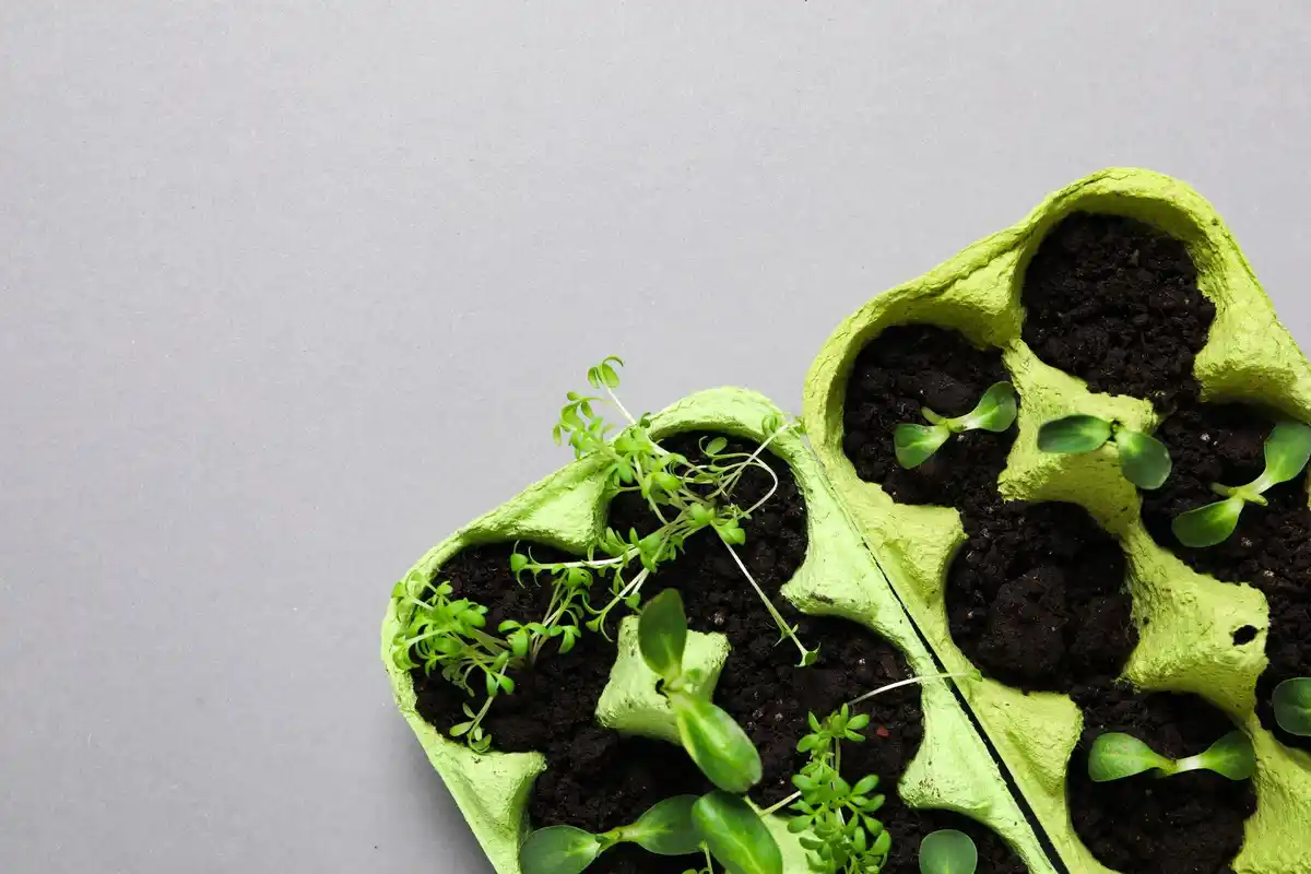 sowing seeds in egg carton