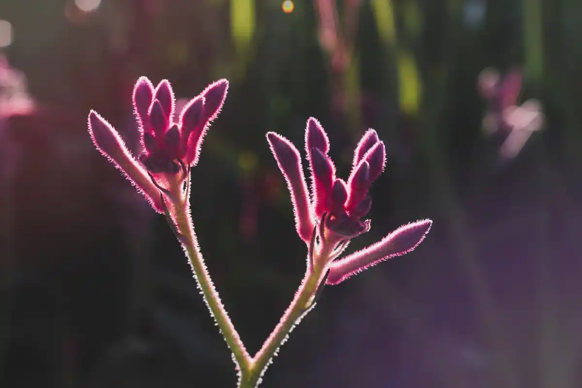 wilted flowers in dutch garden