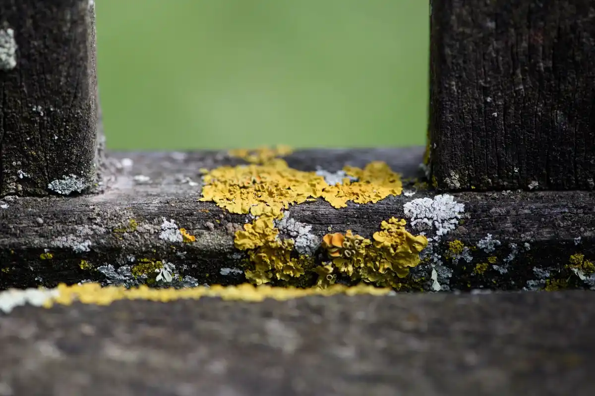 lawn mower damaged grass yellow spots closeup