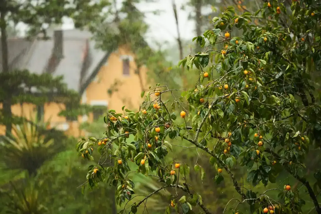 feng shui fruit trees garden netherlands