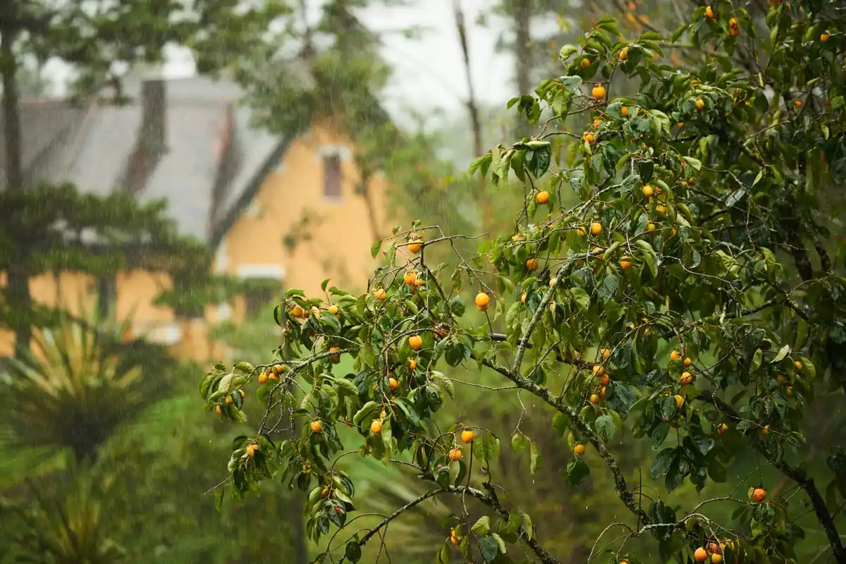 feng shui fruit trees garden netherlands