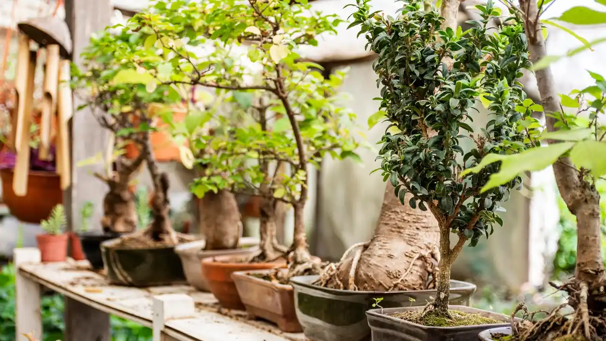 feng shui gardening fruit trees backyard holland