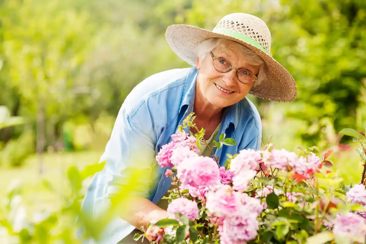 elderly woman gardening vibrant blooming flowers dutch garden