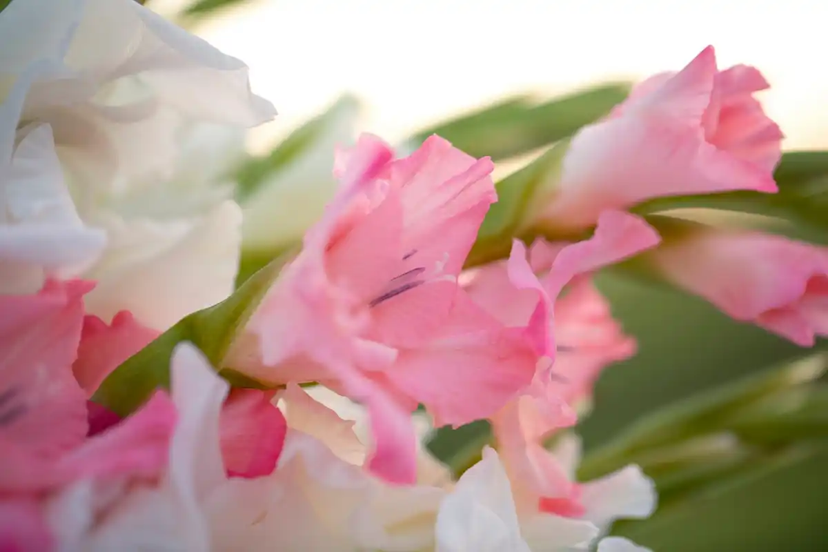close up pioenrozen phloxen irissen sleutelbloemen oude hollandse tuin