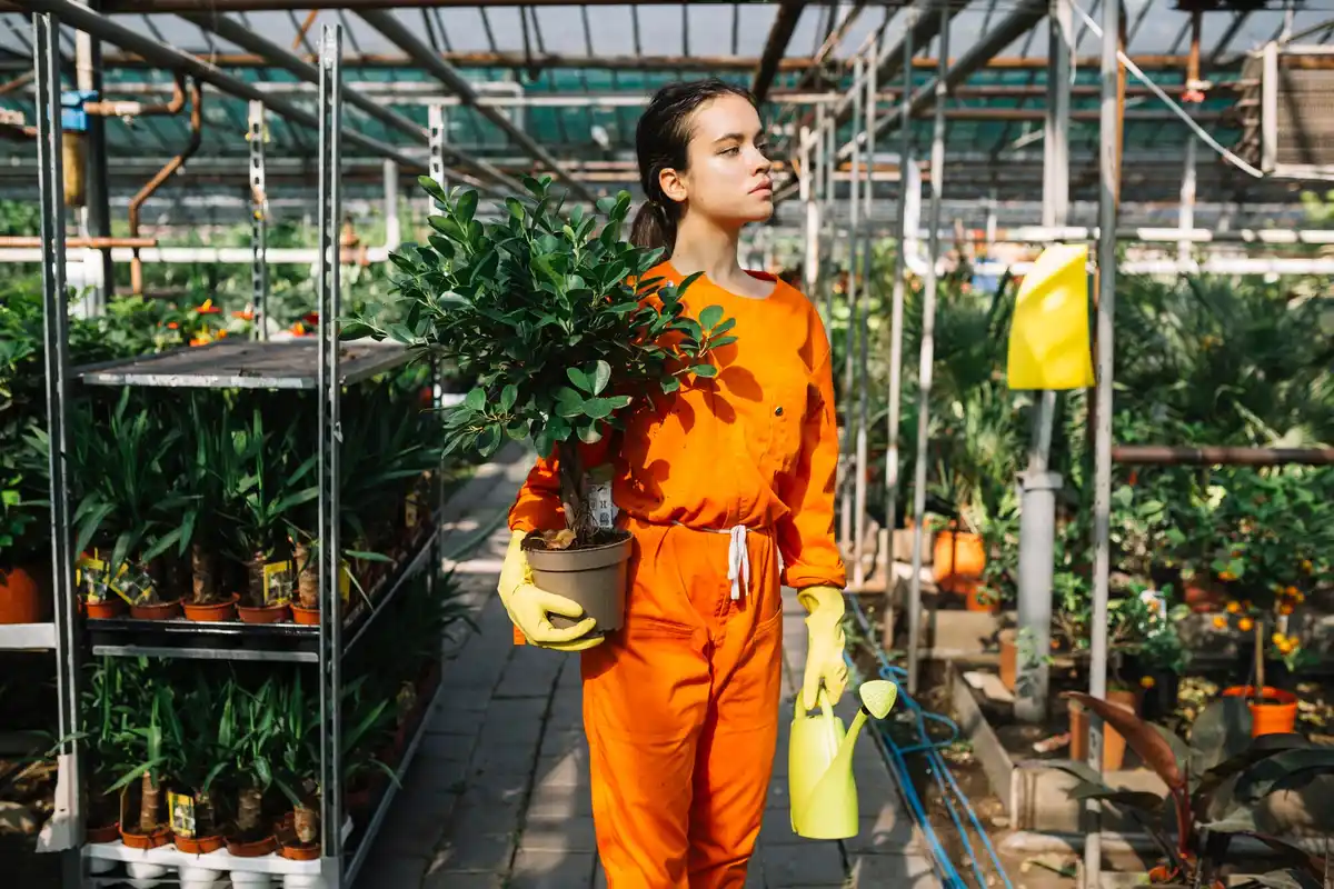 biological pest control greenhouse Netherlands