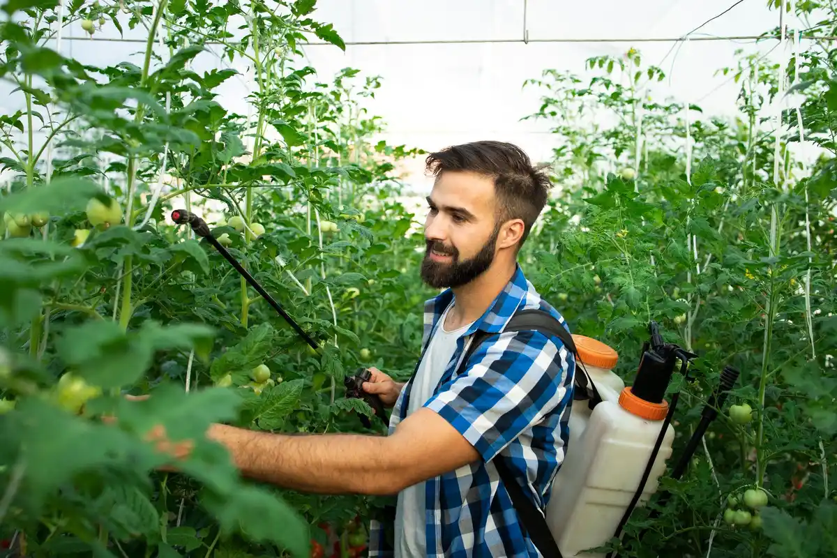 biological pest control greenhouse Netherlands