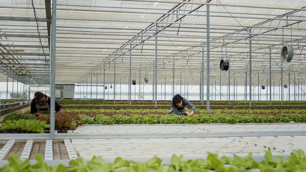 vertical vegetable garden in greenhouse, netherlands