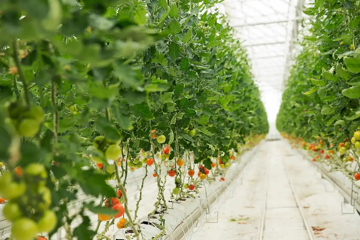 greenhouse vertical strawberry wall netherlands