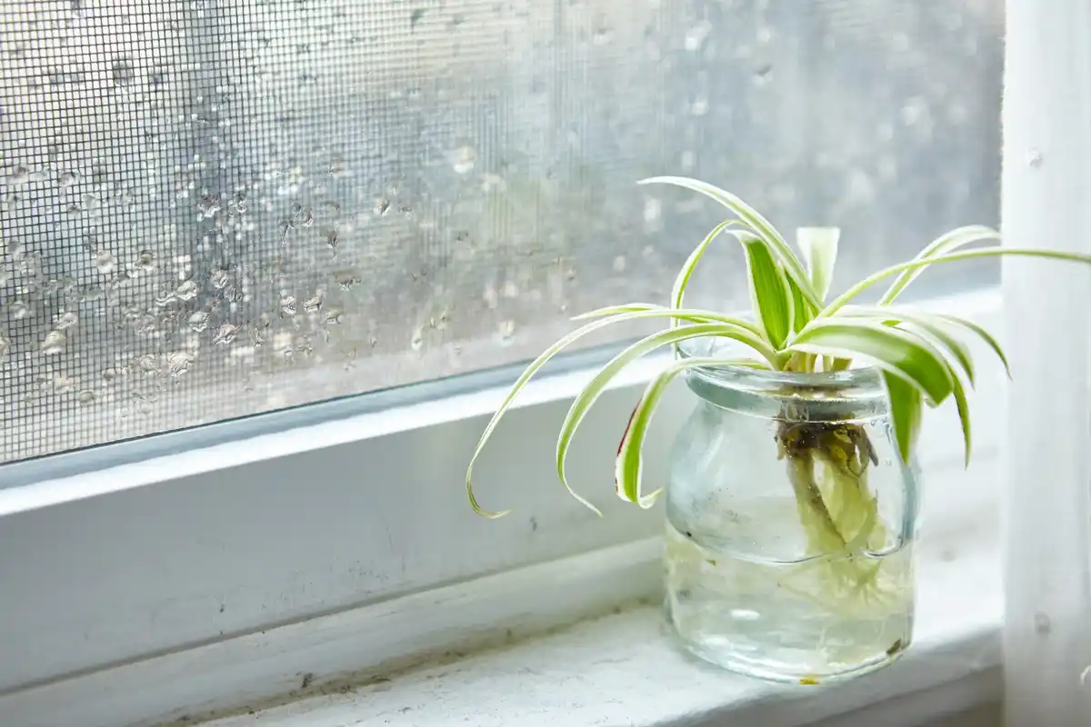 houseplant care ventilation window open
