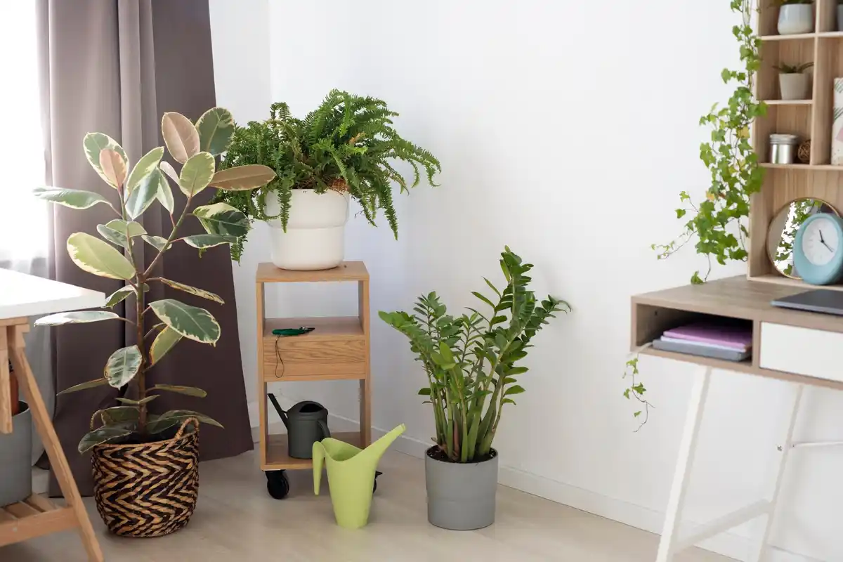 dutch home plant feng shui southeast corner
