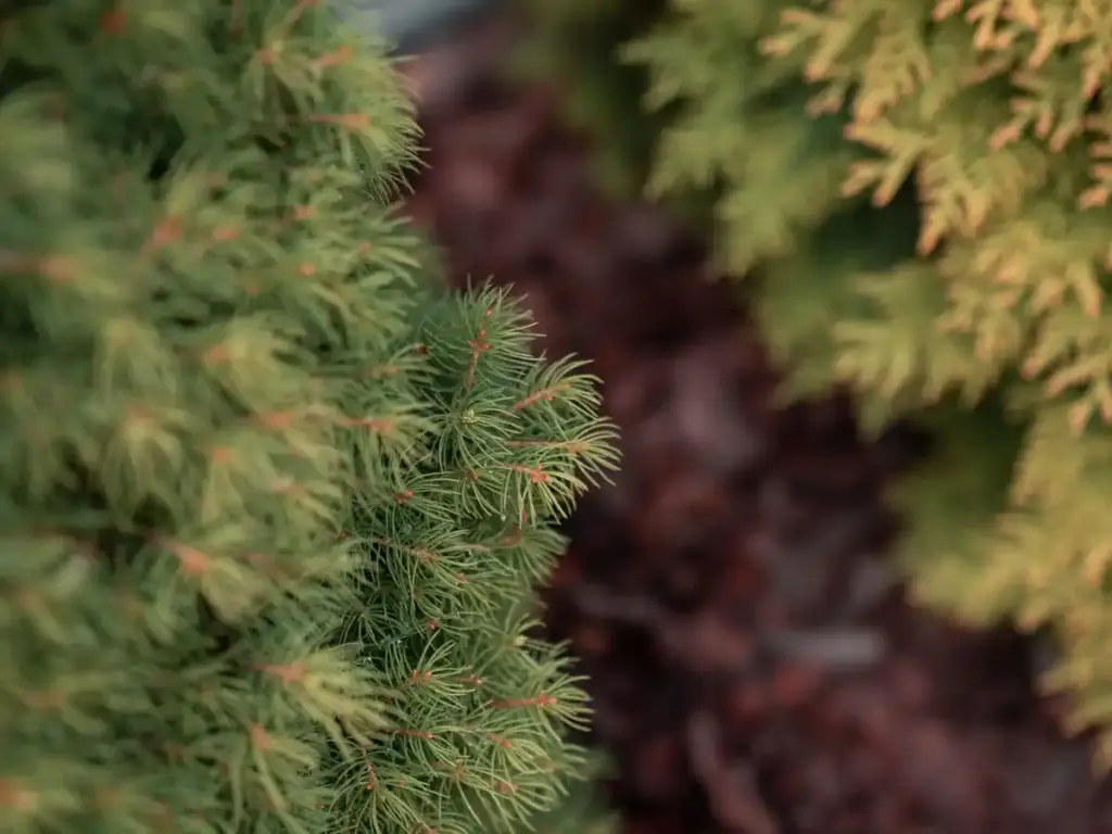 mulching blueberries with pine needles natural garden