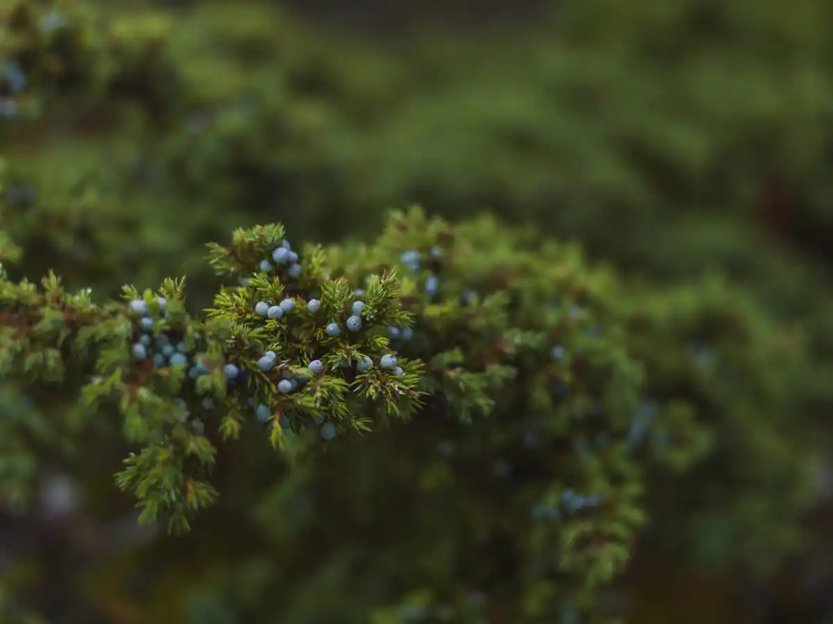 pine needles mulching blueberry bush