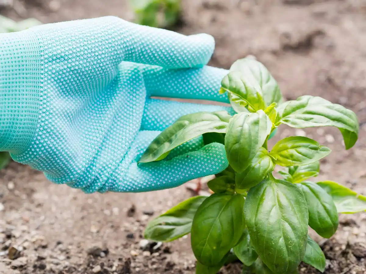 basilicum en tomaten planten samen in moestuin