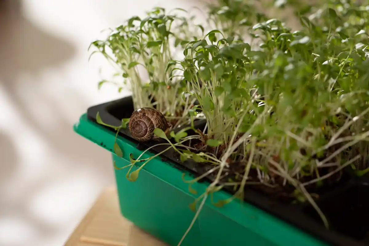 basilicum zaaien naast jonge tomatenplantjes