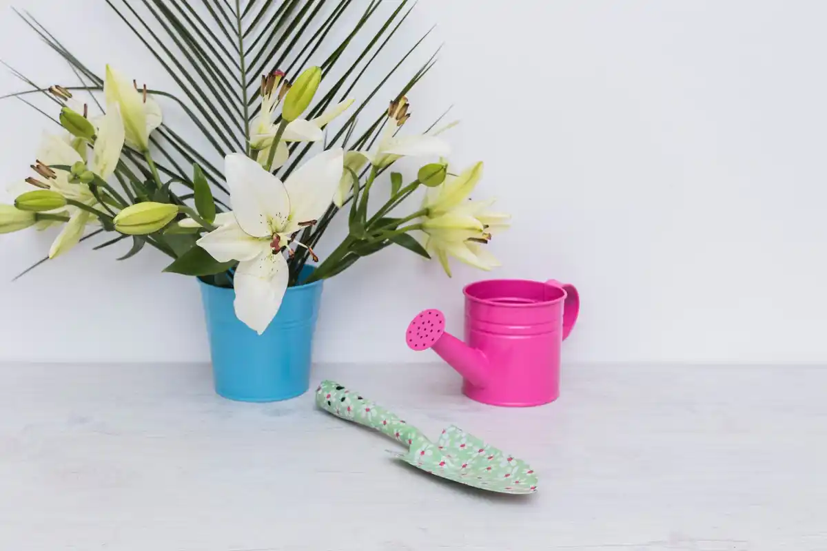 Peace lily indoor plant air purification Dutch home