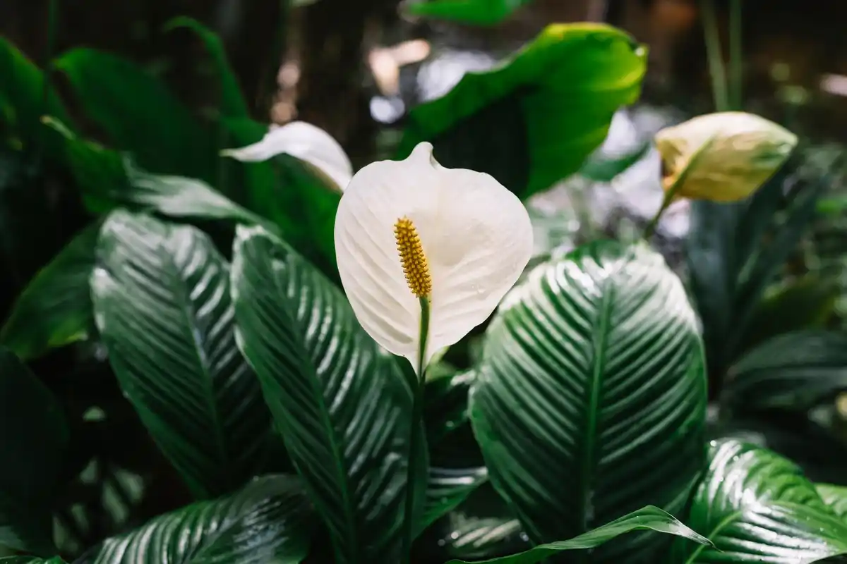 Spathiphyllum air purifying houseplant living room