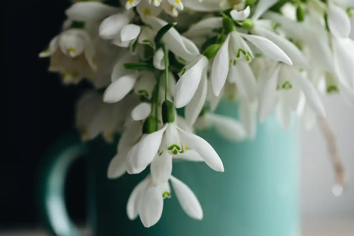 Peace lily close up clean air bedroom Dutch home