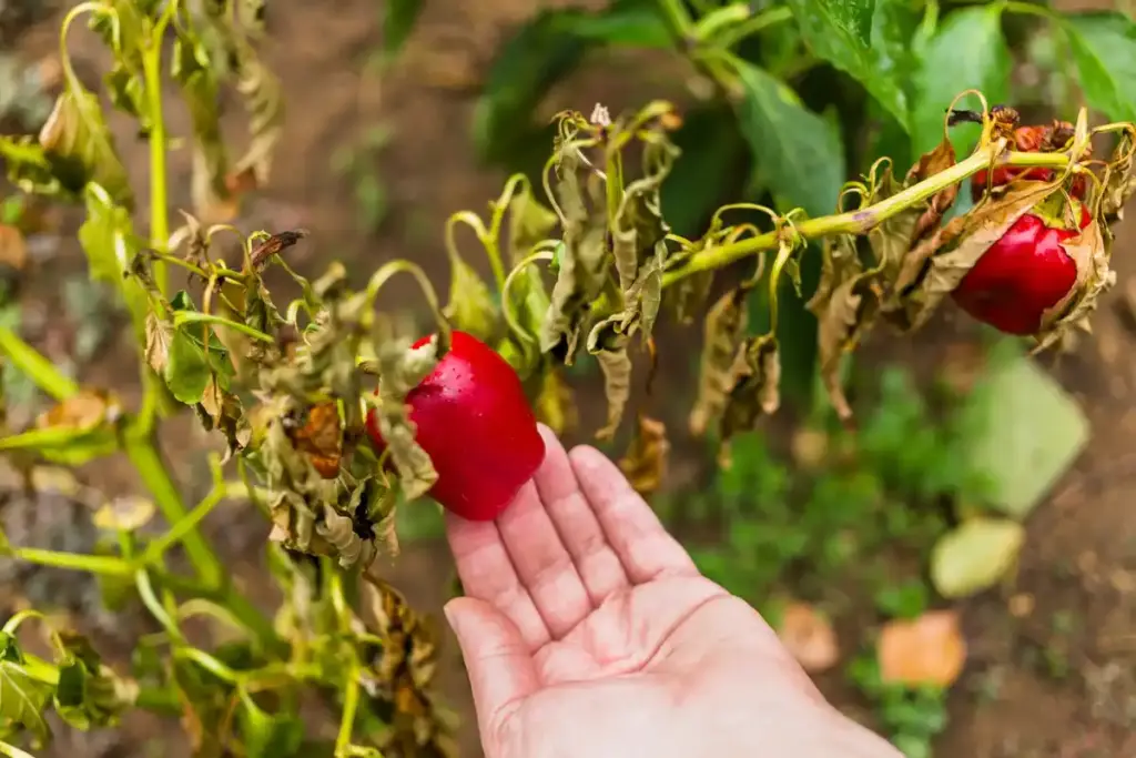 dutch tomato plants depleting soil