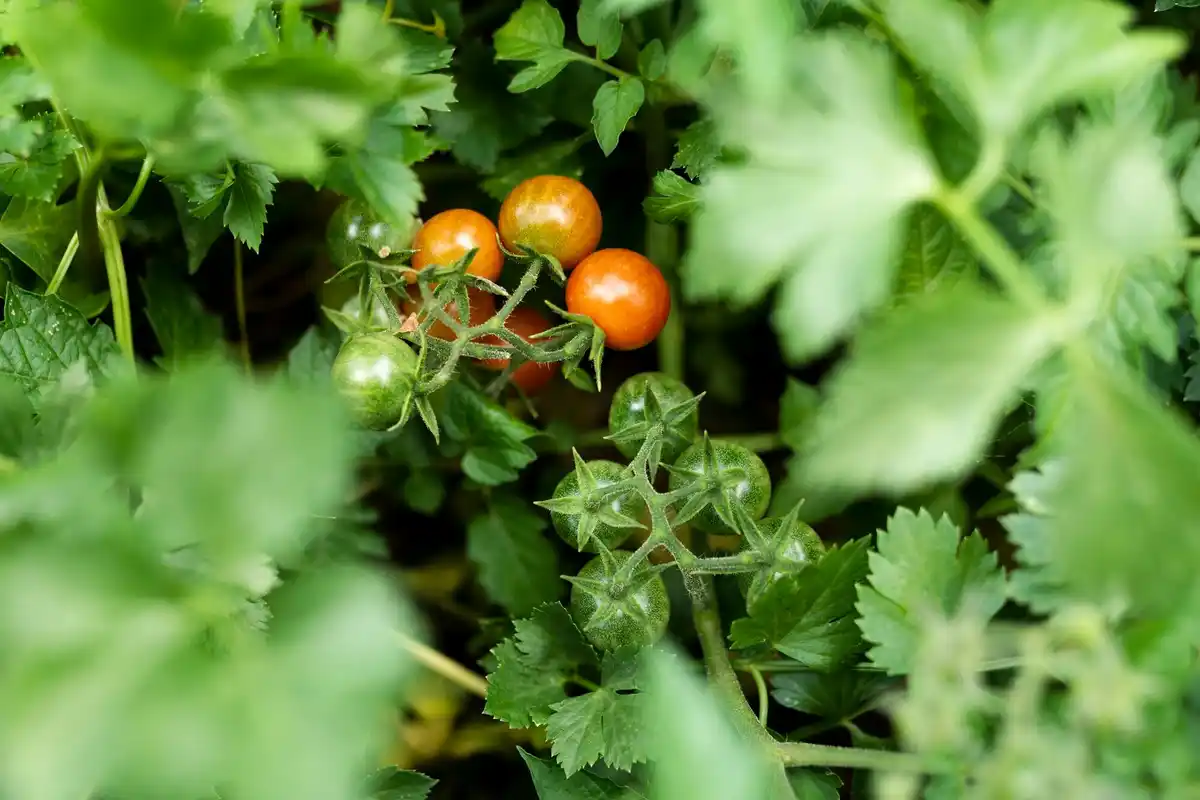 dutch tomato plants in home garden, Dutch allotment, tomatoes with stressed soil