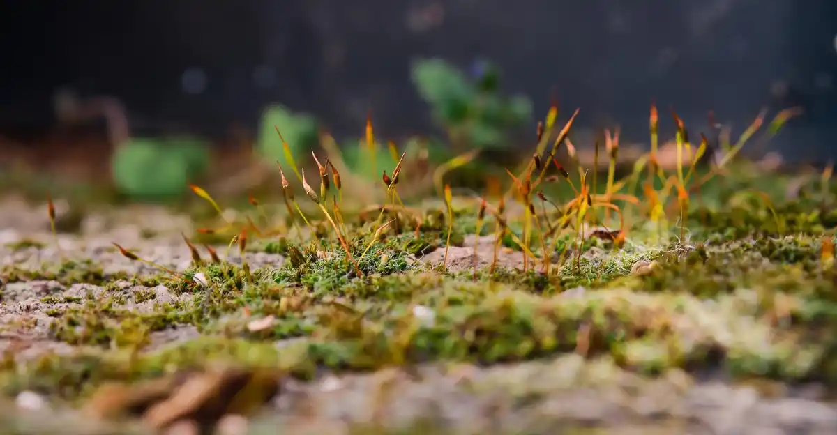 close up of tired vegetable garden soil, Dutch garden after harvest, depleted earth